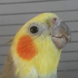 Cockatiel